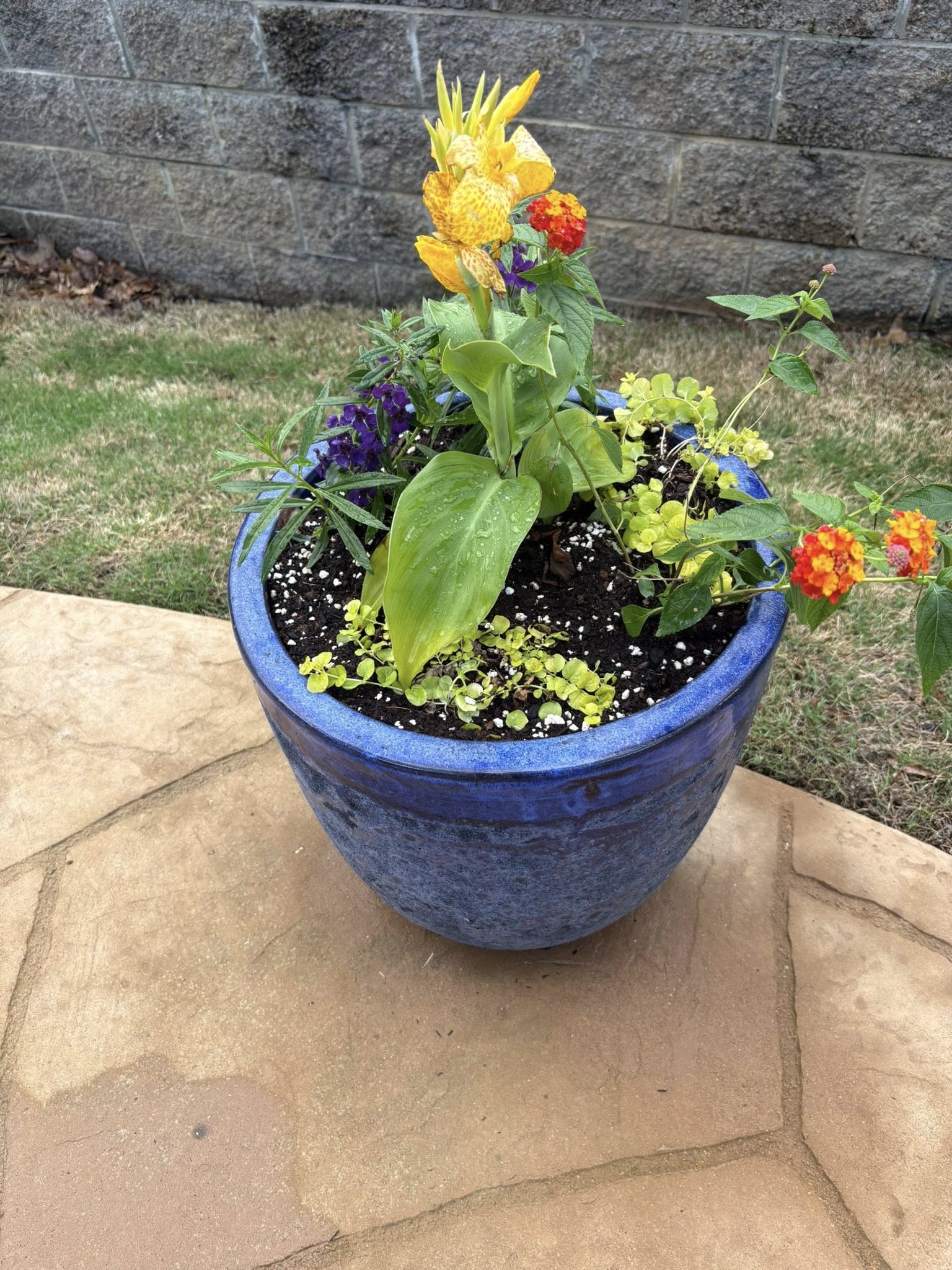 lantana and canna lilies in flower pot