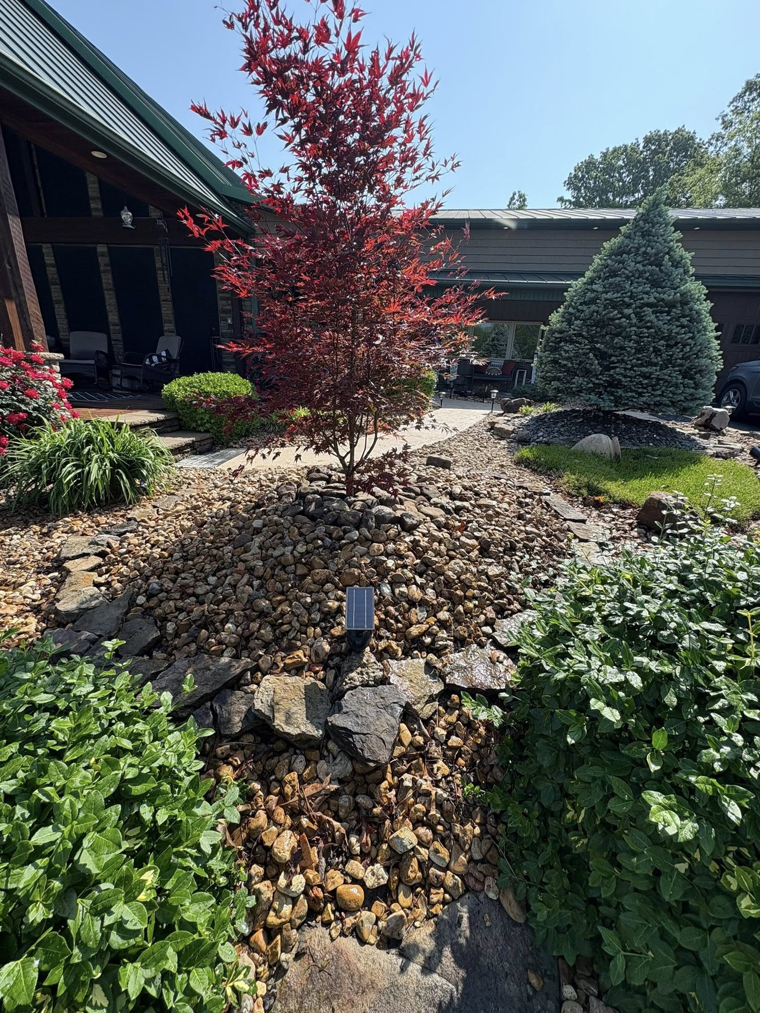 residential landscaping with evergreens