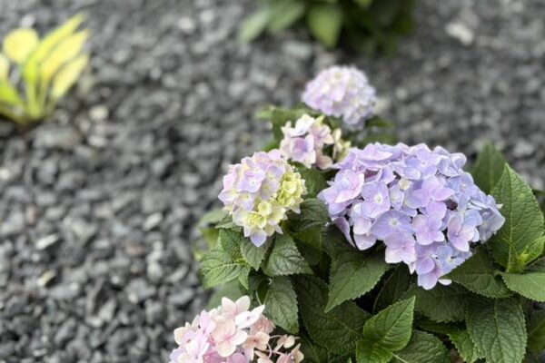 purple hydrangeas in flowerbed