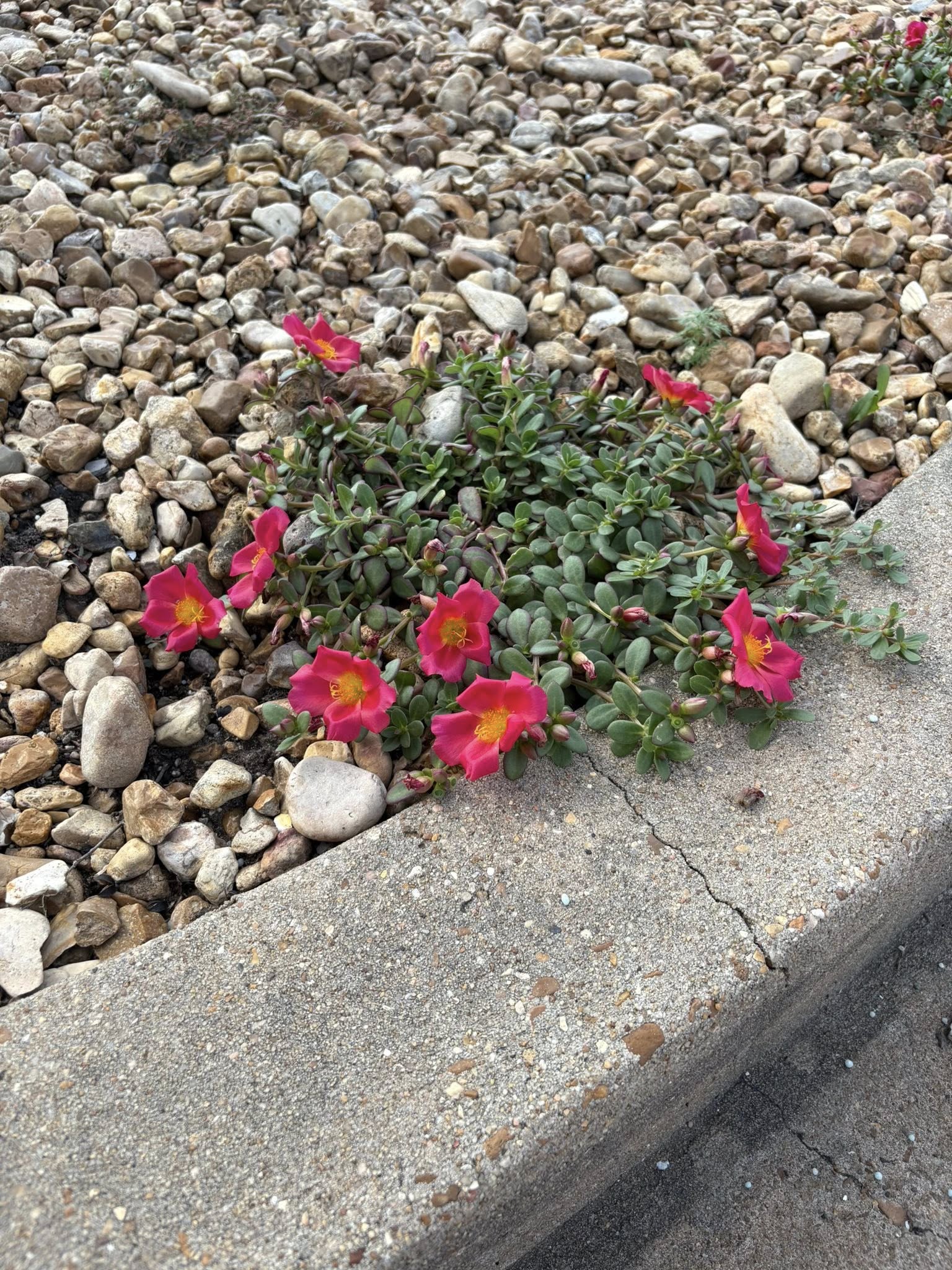 moss roses in stone flowerbed